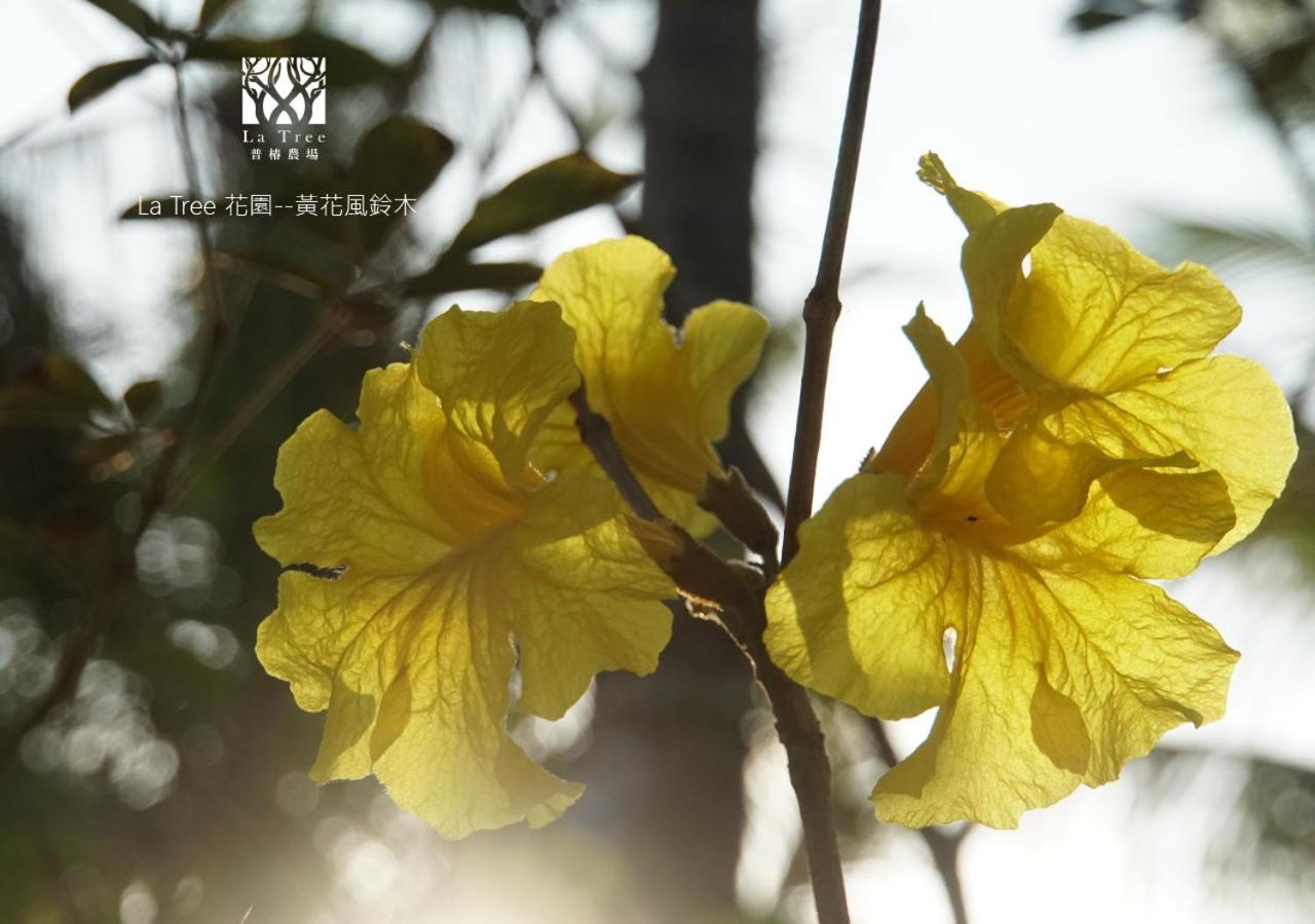 La Tree 普椿農場木子莊園 Appartement Donghe Buitenkant foto