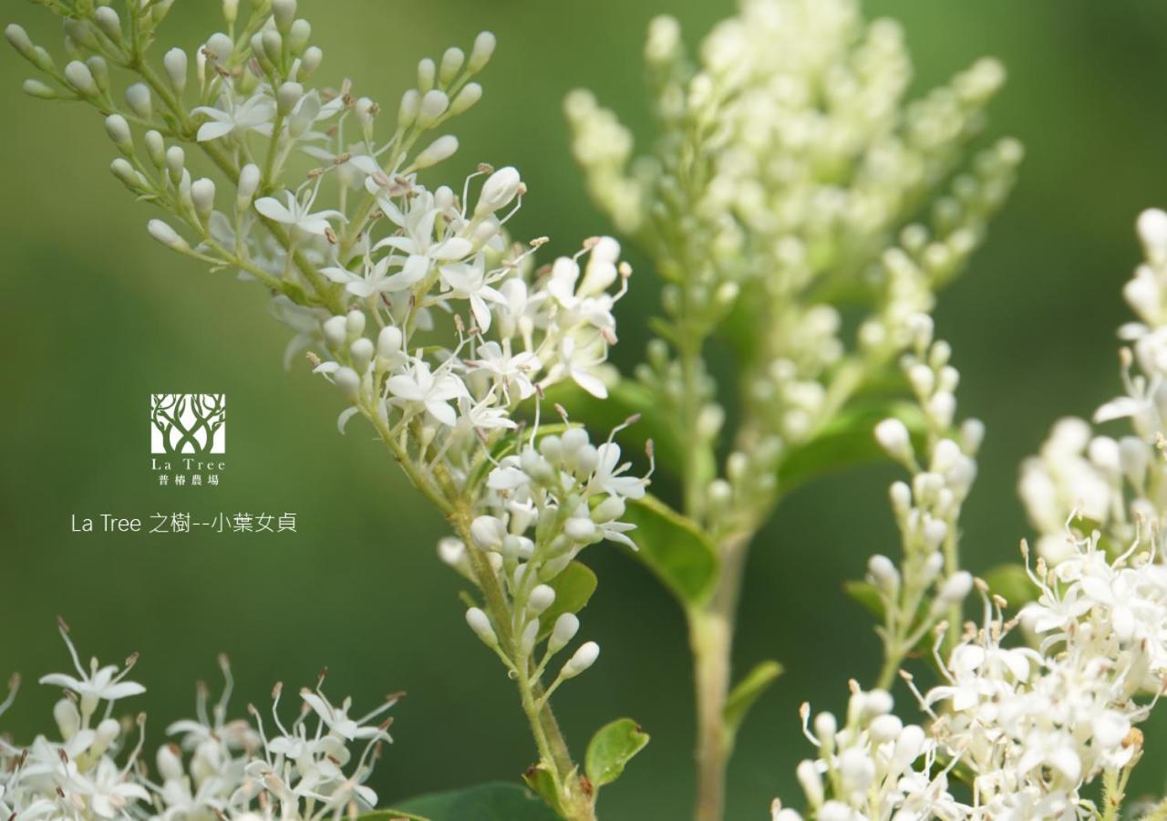 La Tree 普椿農場木子莊園 Appartement Donghe Buitenkant foto